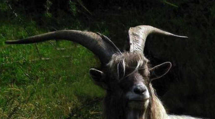 Caricato da un becco sul Corno Birone: “Ho avuto davvero paura”