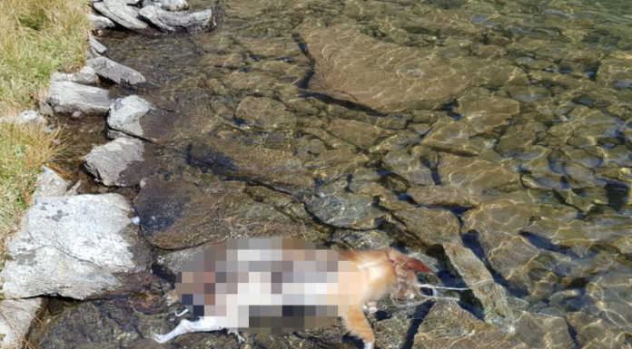Cane legato ad un sasso e lasciato morire nel lago di Deleguaggio