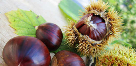 A Calco torna la Castagnata del Cai