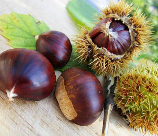 A Calco torna la Castagnata del Cai