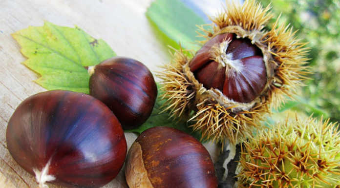 A Calco torna la Castagnata del Cai