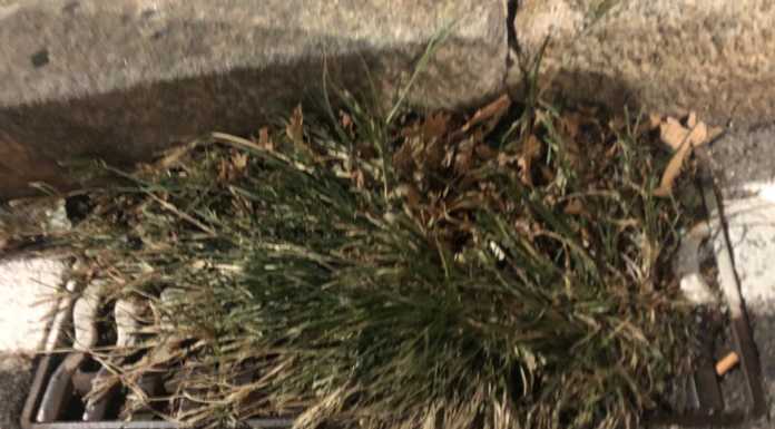 Verde pubblico fuori controllo, Minuzzo: “E’ un problema anche di sicurezza”