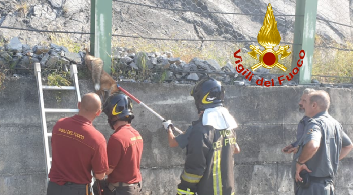 Perledo, i VVF salvano una volpe incastrata nella rete paramassi