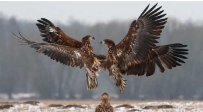 Merate, con il Mif serata naturalistica con il fotografo De Faveri