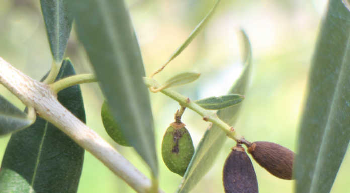 La cimice asiatica minaccia per gli oliveti. Lo conferma uno studio