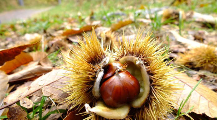 Valmadrera. Alla scoperta dei castagneti di San Tomaso