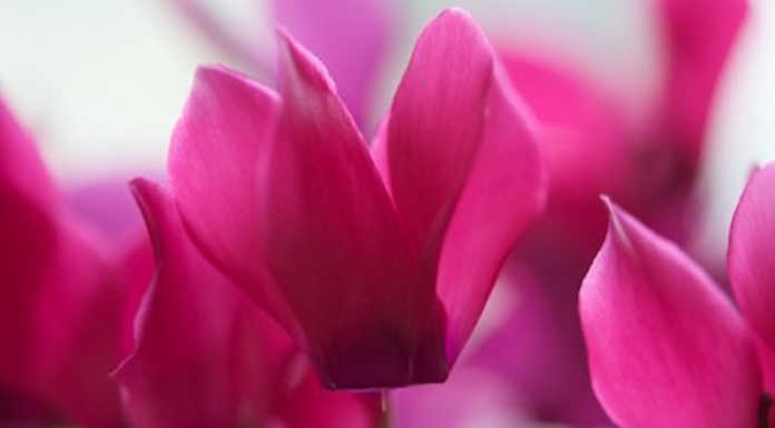 Fibrosi cistica, un ciclamino per la ricerca. Gli appuntamenti nel lecchese