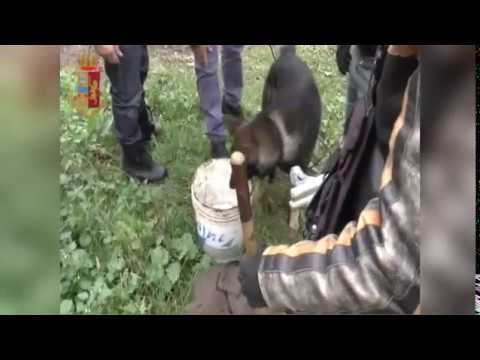 Droga: 1500 consumatori identificati. Inseguito e arrestato uno spacciatore