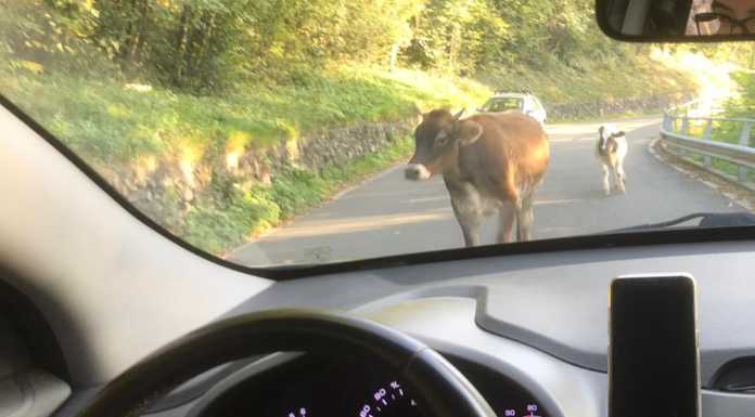 Pasturo. Mucca e vitello a spasso tra le auto sulla strada per Barzio