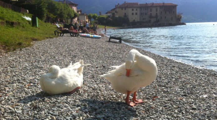 Lierna. Oca trovata morta a Riva Bianca, decapitata dal morso di un cane