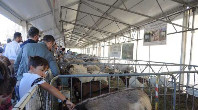 Oggiono, in tantissimi al 405esimo ‘Ferun de Ugionn’