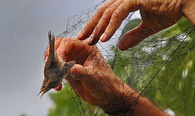 Roccoli, il Tar conferma: sospesa la cattura di esche vive per i cacciatori