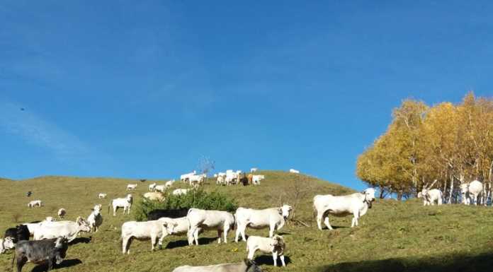 Le immagini della transumanza, le bestie tornano a valle per l’inverno