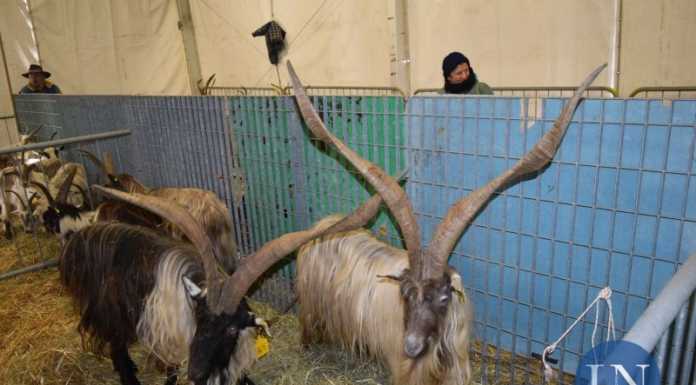 Tutto pronto a Casargo per il weekend della Capra Orobica