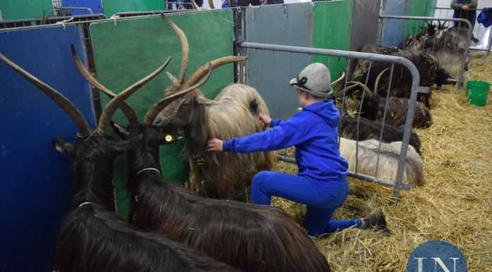 Casargo. Causa covid annullata la 30^ mostra della capra orobica