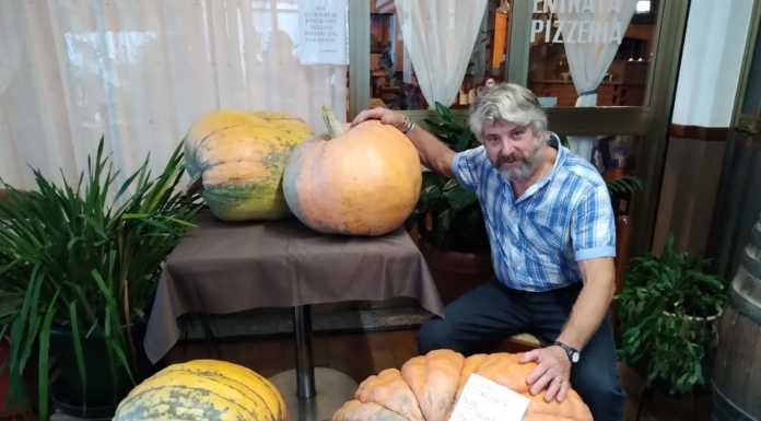Una zucca da oltre 86 Kg a Monte Marenzo, il record di Locatelli