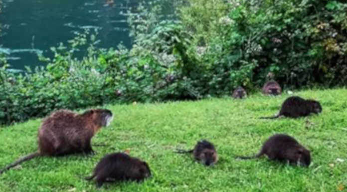 Emergenza nutrie. Approvato il piano regionale per eradicazione