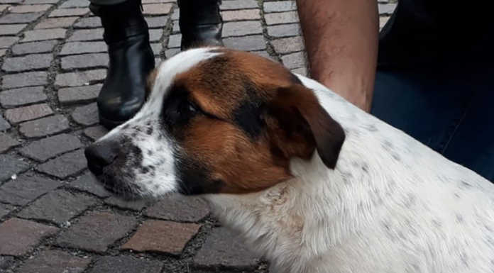 Cagnolino salvato in montagna riabbraccia i suoi padroni