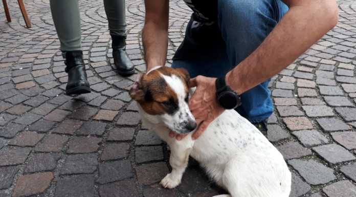 Ferito e solo al Passo del Fò: cagnolino salvato da un escursionista