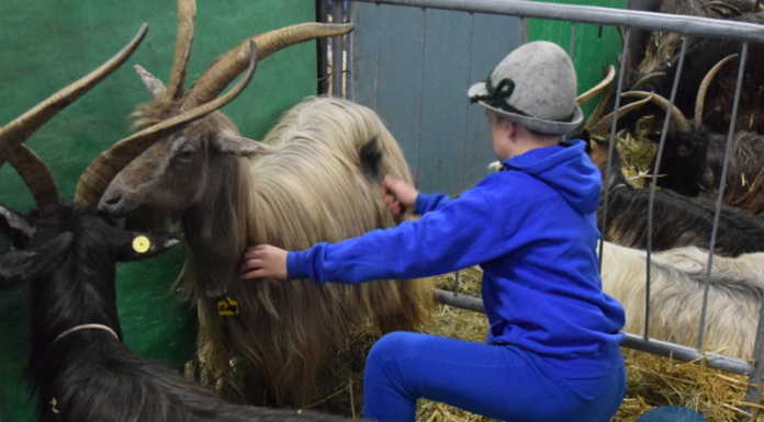 La 29esima mostra della capra orobica: un successo a Casargo