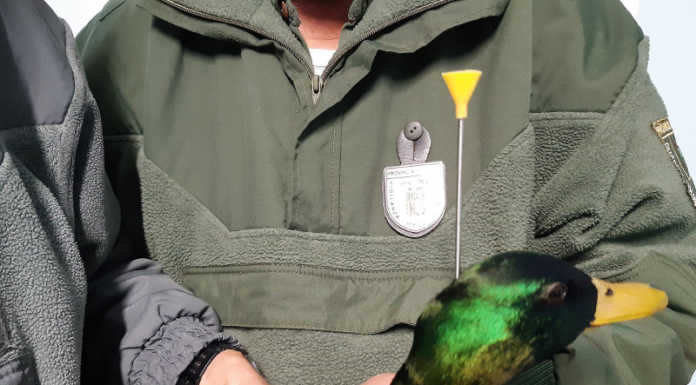 Germano ferito con una cerbottana, salvato dalla Polizia Provinciale