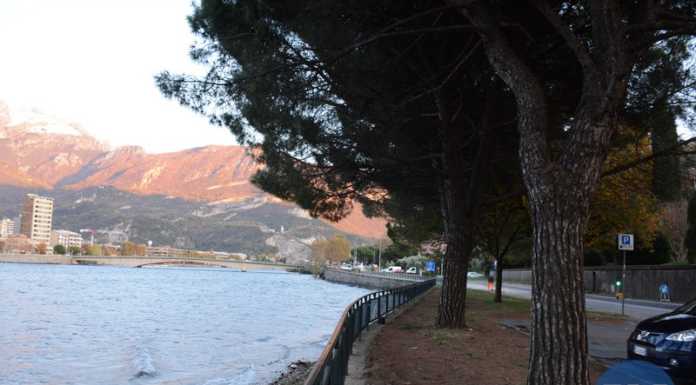 Malgrate, contro il taglio dei pini sul lungolago le critiche di WWF e Legambiente