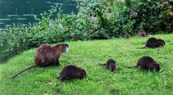 Nutrie, ‘sì’ della Provincia: “4 mila abbattimenti in tre anni”