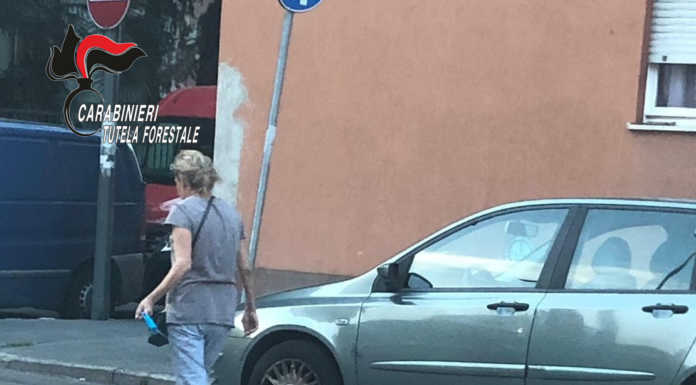Milano, i carabinieri sequestrano un procione tenuto come animale domestico