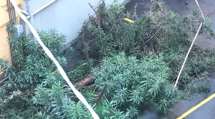 Albero pericolante in via Nava, intervento dei Vigili del Fuoco