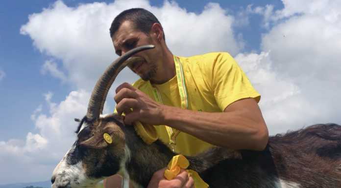 Transumanza patrimonio dell’umanità, Coldiretti: “Una tradizione anche lecchese”