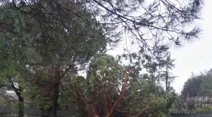 Merate. Il maltempo fa cadere una pianta al parco Belgioioso