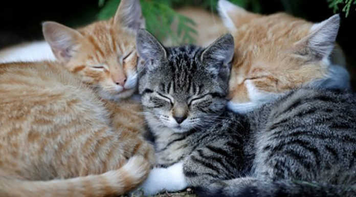 Condannata la “killer” dei gatti, libertà vigilata al Cps e risarcimento all’Enpa