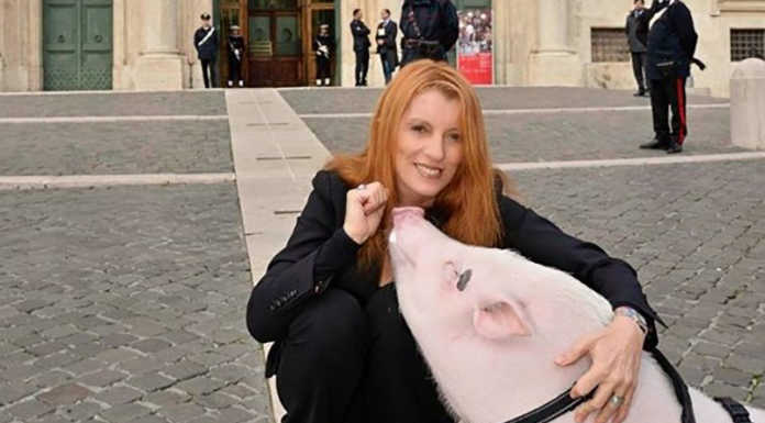 Pasquini (Lega) vs Brambilla: “Anzichè pensare ai maiali, pensi ai cittadini in difficoltà”