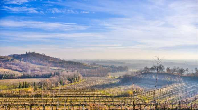 L’Italia nel bicchiere. Tocai: vino friulano dal sapore inconfondibile
