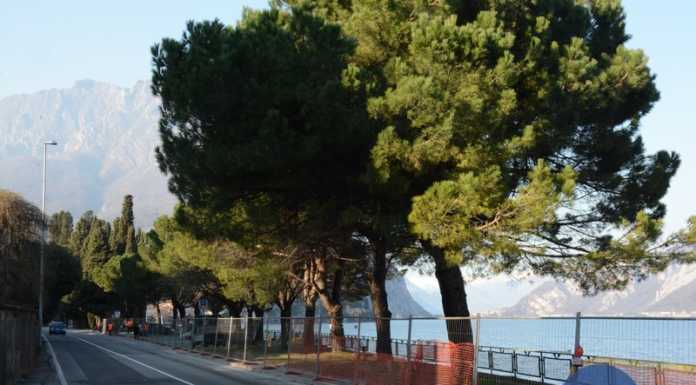 I pini tagliati a Malgrate: esposto degli ambientalisti alla Corte dei Conti