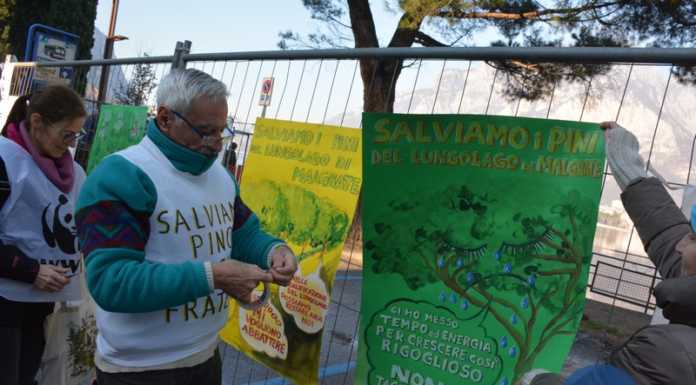 Malgrate, “non abbattete i pini”. Il presidio degli ambientalisti