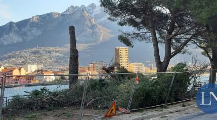 Malgrate. Pini tagliati sul lungolago, ora interviene anche il Ministero