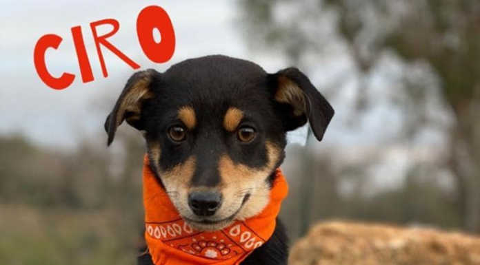 Lieto fine per il cucciolo Ciro: scappato nel canneto, ritrovato dopo 48 ore