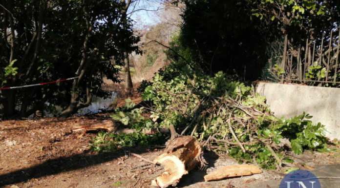 Merate, albero cade in via San Rocco a causa del vento forte