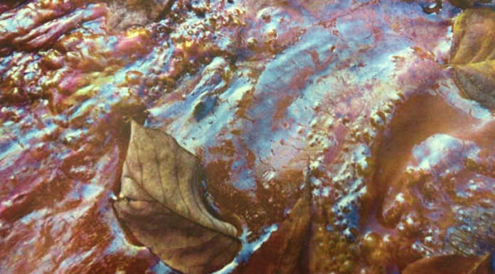 Merate, macchie sul lago di Sartirana: la colpa è di un batterio