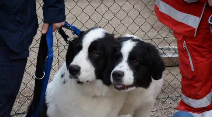 Merate, nuove aree cani in centro e nelle frazioni. Al vaglio le ipotesi