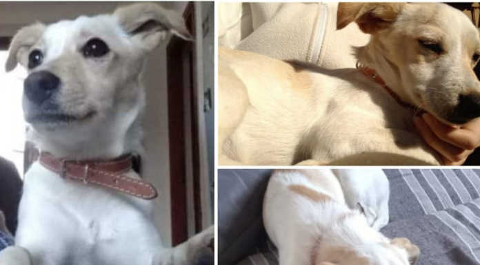 Cagnolina dispersa a Pescarenico, l’appello dei proprietari per ritrovarla