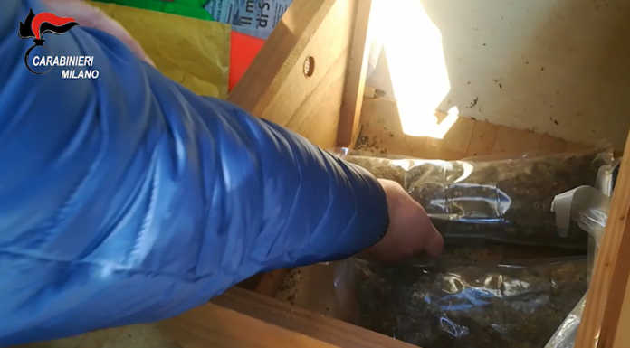 Cannabis light? Non proprio: coltivatore arrestato. Sequestrata droga e 100 mila euro