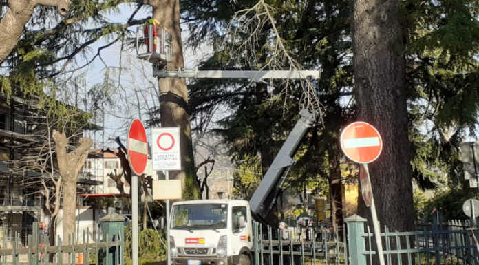 Olginate. Al via il taglio dei cedri, la minoranza: “Siamo totalmente contrari”