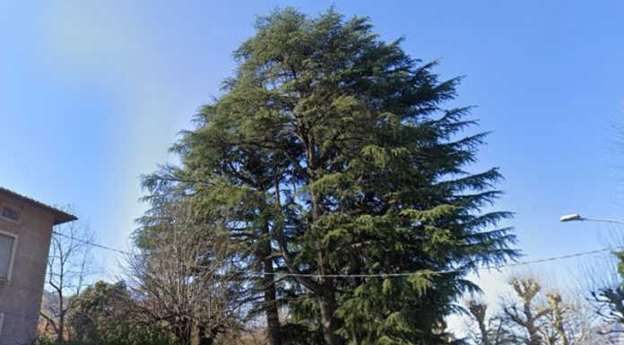 Legambiente sui cedri di Olginate: “Scelta più facile ma poco lungimirante”