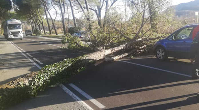 Calolzio. Pianta si abbatte sulla strada del Lavello a causa del vento