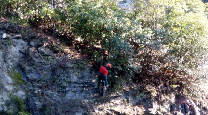 Varenna: 16.000 euro per la manutenzione e il controllo di alberi ad alto fusto