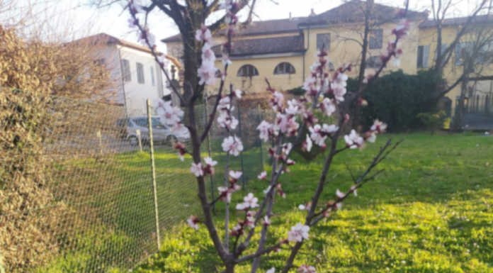 Merate, lontani ma vicini: è fiorito l’albicocco piantato dai genitori dell’asilo nido Girotondo