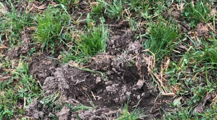 Cinghiali in zona Deviscio. La denuncia: “I danni ai terreni sono evidenti”