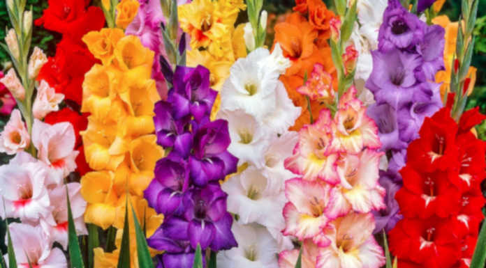 Cernusco, doppia iniziativa benefica con la commissione E2021